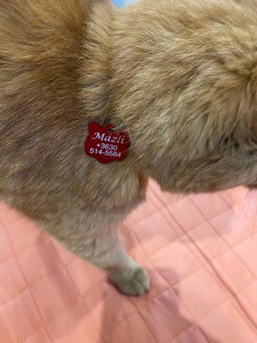 3. Cicafej alakú biléta 1 oldal: név és telefonszám