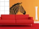 Zebra falmatrica 3