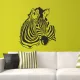 Zebra falmatrica 4