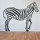 Zebra falmatrica 5