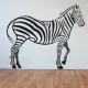 Zebra falmatrica 5