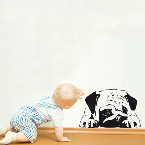 Mops falmatrica 3