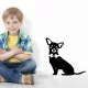 Chihuahua kisfiú falmatrica