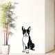 Boston terrier falmatrica
