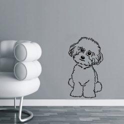 Bichon Bolognese falmatrica