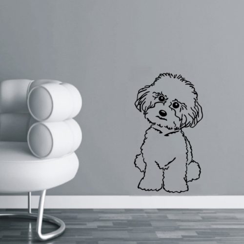 Bichon Bolognese falmatrica