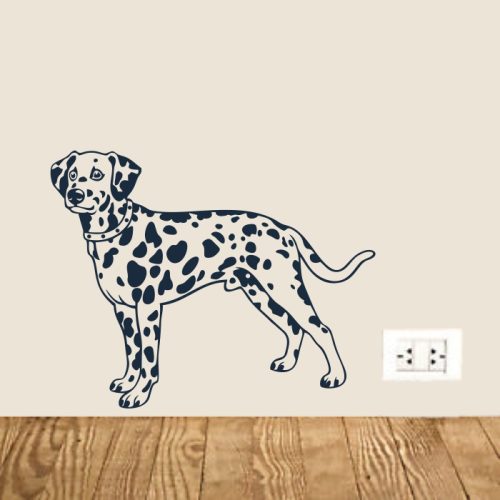 Dalmata falmatrica 3