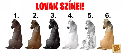 Az élet jobb a lovammal személyre szabható lovas bögre