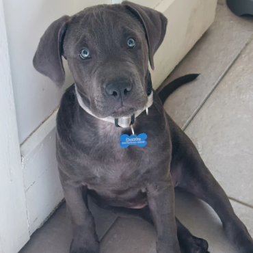 Kutyabiléta és kisállat biléta